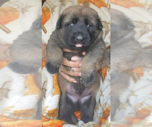 Malinois Puppy for sale in JOLIET, IL, USA