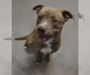 American Pit Bull Terrier Dogs for adoption in HESPERIA, CA, USA