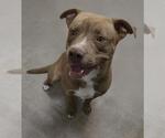 Small American Pit Bull Terrier