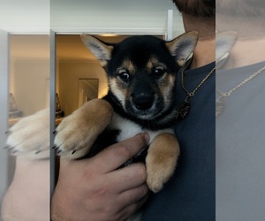 Shiba Inu Puppy for sale in LOS ANGELES, CA, USA