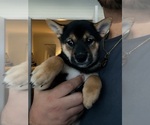 Ruri - Female Shiba Inu Puppy for Sale - Small photo