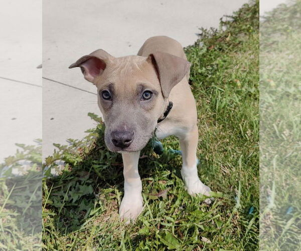 Medium Photo #2 American Pit Bull Terrier-Labrador Retriever Mix Puppy For Sale in St. Louis Park, MN, USA