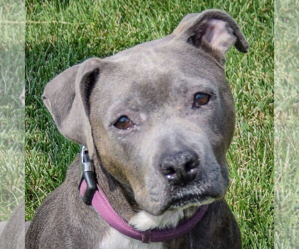 Medium Photo #5 American Staffordshire Terrier-Bulldog Mix Puppy For Sale in Huntley, IL, USA
