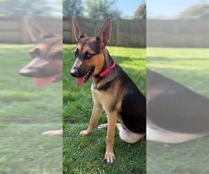 German Shepherd Dog-Unknown Mix Dogs for adoption in Brewster, MA, USA