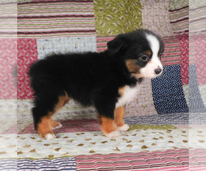 Miniature Australian Shepherd Puppy for sale in HARRISON, OH, USA