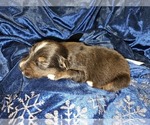 Puppy Blitzen Australian Shepherd