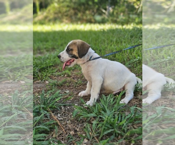 Medium Photo #8 Basset Hound-Unknown Mix Puppy For Sale in Wakefield, RI, USA
