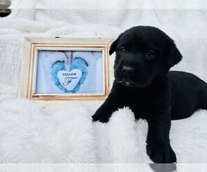 Labrador Retriever Puppy for sale in MAYSVILLE, GA, USA