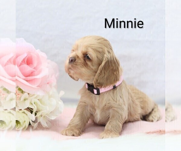 Medium Photo #15 Cocker Spaniel Puppy For Sale in LOYAL, WI, USA