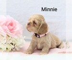 Small Photo #15 Cocker Spaniel Puppy For Sale in LOYAL, WI, USA