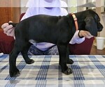 Small Photo #61 German Shorthaired Pointer Puppy For Sale in MCKINNEY, TX, USA