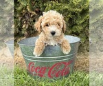 Small #2 Bichpoo