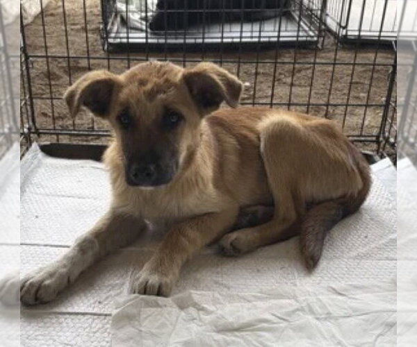 Medium Photo #1 Mutt Puppy For Sale in Andover, MN, USA