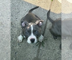 American Bully Puppy for sale in MINNEAPOLIS, MN, USA