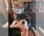 Small Photo #5 Cavalier King Charles Spaniel Puppy For Sale in ALVARADO, TX, USA