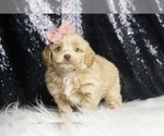 Small #1 Goldendoodle (Miniature)