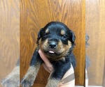 Small #1 Rottweiler