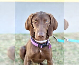 German Shorthaired Lab Dogs for adoption in Fort Worth, TX, USA