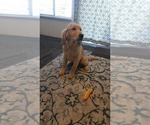 Small Photo #3 English Cream Golden Retriever Puppy For Sale in ELVERTA, CA, USA