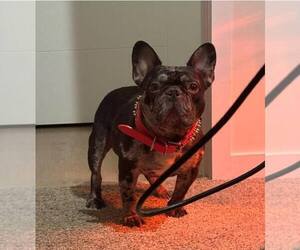 French Bulldog Puppy for Sale in PISCATAWAY, New Jersey USA