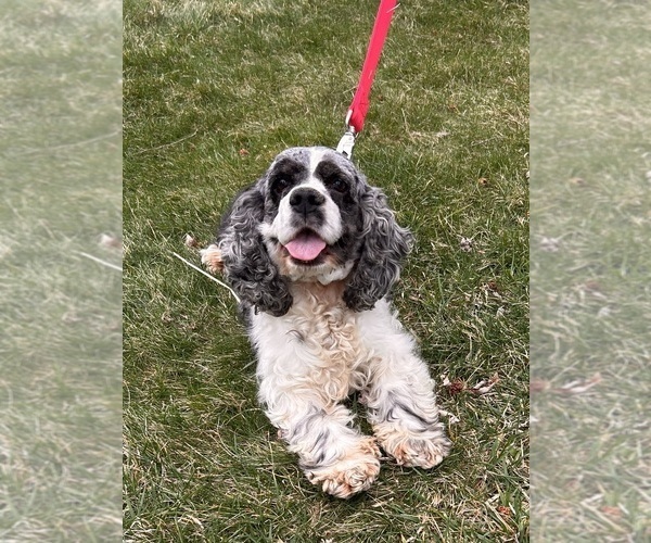 Medium Photo #1 Cocker-Pei Puppy For Sale in MIDDLEBURY, IN, USA