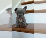 Small #4 French Bulldog