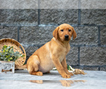 Puppy Liberty Labrador Retriever