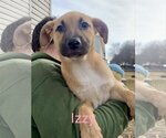 Small Photo #1 Mutt Puppy For Sale in Fenton, MO, USA
