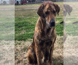 Plott Hound-Unknown Mix Dogs for adoption in Conroe, TX, USA