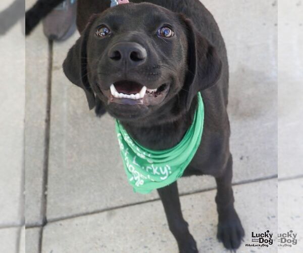 Medium Photo #5 Labrador Retriever-Retriever  Mix Puppy For Sale in Washington, DC, USA