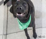 Small #4 Labrador Retriever-Retriever  Mix
