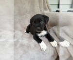 Puppy Puppy 9 Cane Corso