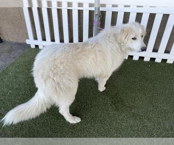Medium Photo #1 Great Pyrenees-Unknown Mix Puppy For Sale in Modesto, CA, USA