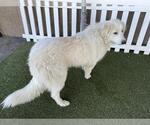 Small Great Pyrenees Mix