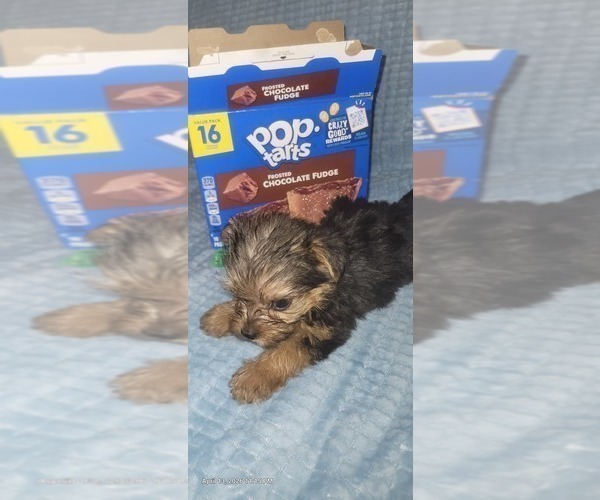 Medium Photo #151 Yorkshire Terrier Puppy For Sale in AKRON, OH, USA