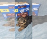 Small Photo #151 Yorkshire Terrier Puppy For Sale in AKRON, OH, USA