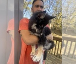 Small Photo #20 Siberian Husky Puppy For Sale in KANSAS CITY, MO, USA