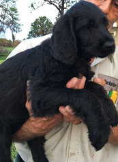 Labradoodle Puppy for sale in LEHIGH ACRES, FL, USA