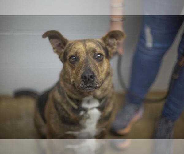 Medium Photo #1 Mutt Puppy For Sale in Mountain Home, AR, USA