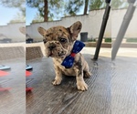Small Photo #1 French Bulldog Puppy For Sale in CORONA, CA, USA