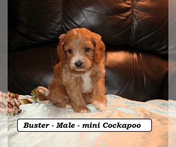 Medium Photo #4 Cockapoo (Miniature) Puppy For Sale in CLARKRANGE, TN, USA