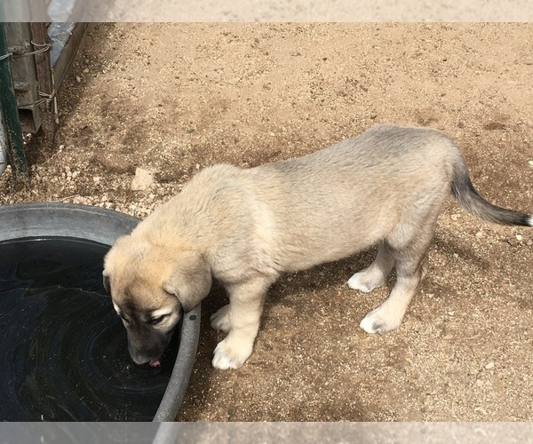 Medium Photo #6 Anatolian Shepherd Puppy For Sale in HUBBARD, TX, USA