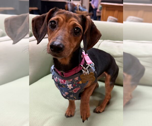 Medium Photo #1 Dachshund Puppy For Sale in Mundelein, IL, USA