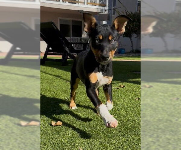 Medium Photo #1 Mutt Puppy For Sale in San Diego, CA, USA