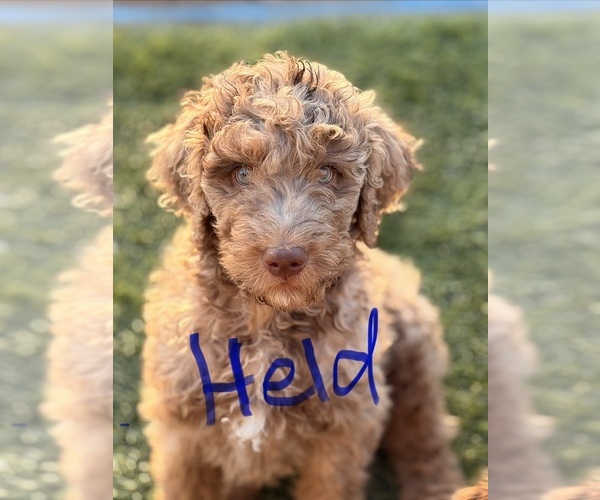 Medium Photo #22 Poodle (Standard) Puppy For Sale in APACHE JUNCTION, AZ, USA
