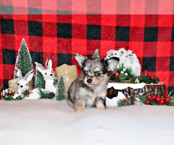 Medium Photo #25 Chihuahua Puppy For Sale in CHARLESTON, AR, USA