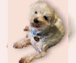Small Maltese Mix