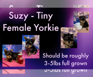 Yorkshire Terrier Puppy for sale in AZLE, TX, USA
