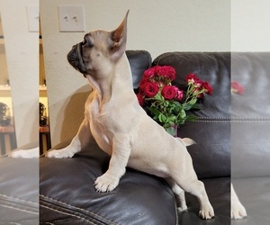 French Bulldog Puppy for sale in TAMPA, FL, USA