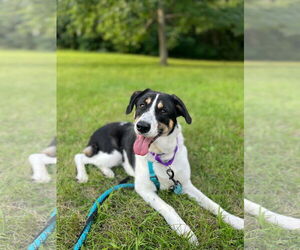 Border Collie-Unknown Mix Dogs for adoption in Princeton, MN, USA